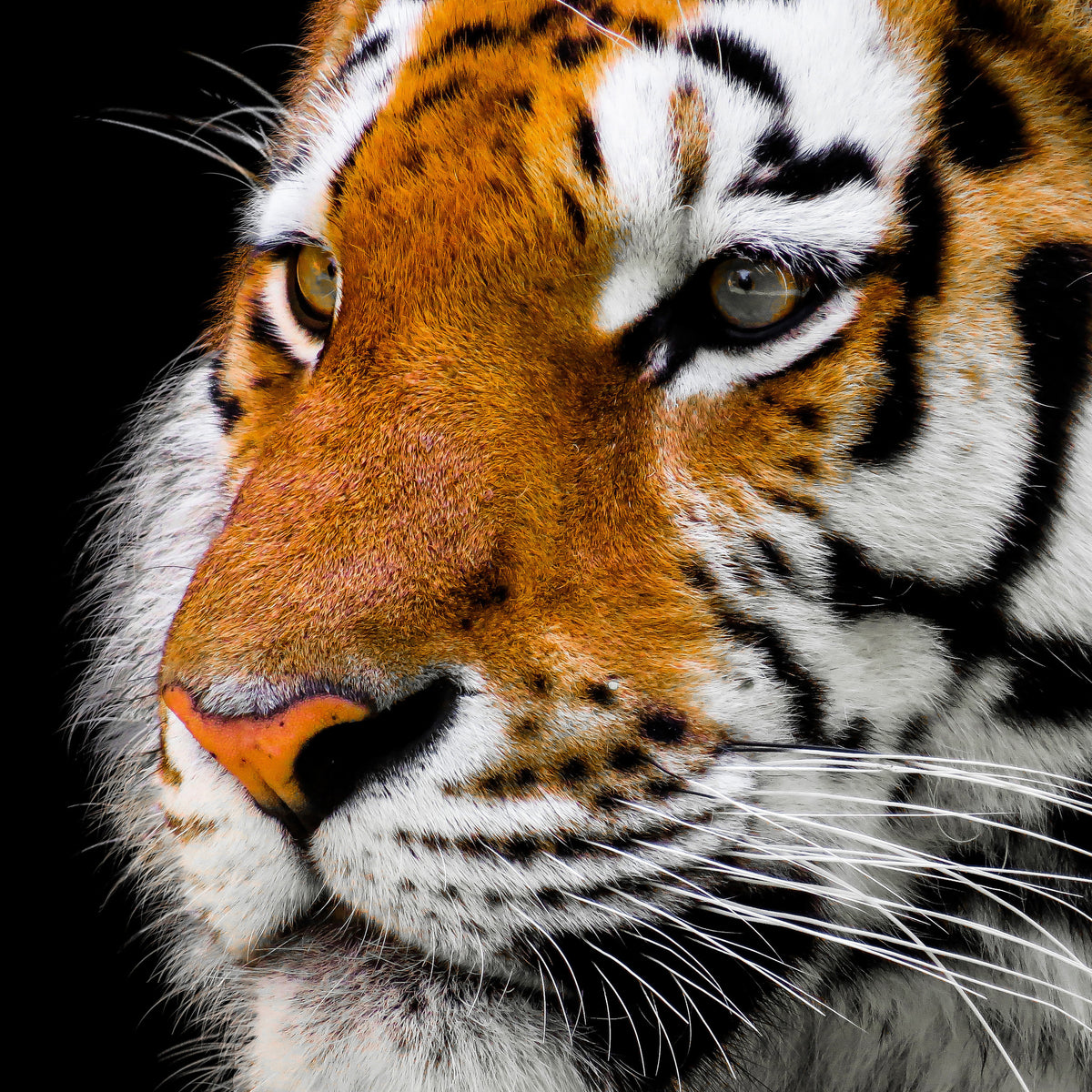 9-piece-aluminium-print-close-up-tiger-head
