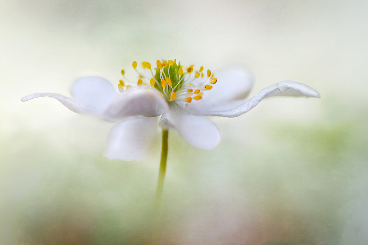 poster-print-nemorosa