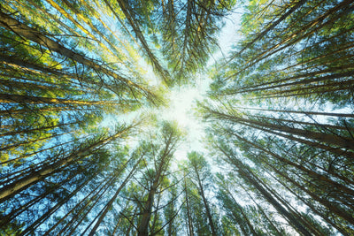 poster-print-pine-forest