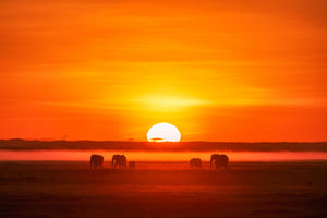 framedposter-print-africa-impression-x