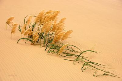 poster-print-pampas-grass-in-sand-dune-x
