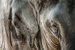 3-piece-aluminium-print-close-up-elephant