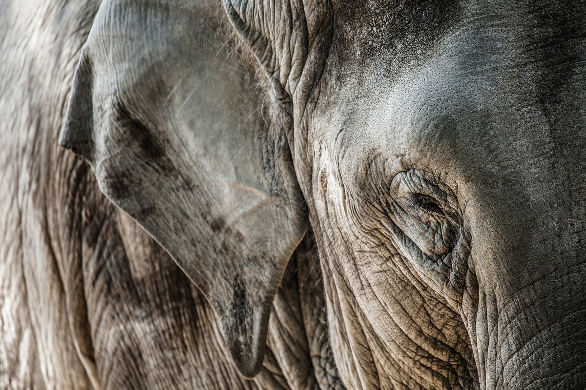 3-piece-aluminium-print-close-up-elephant