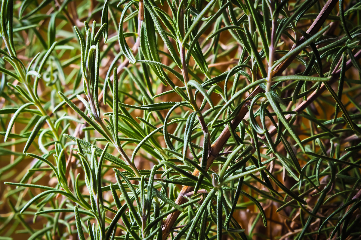 acrylic-print-rosemary-xxl