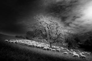 poster-print-rural-scene-x