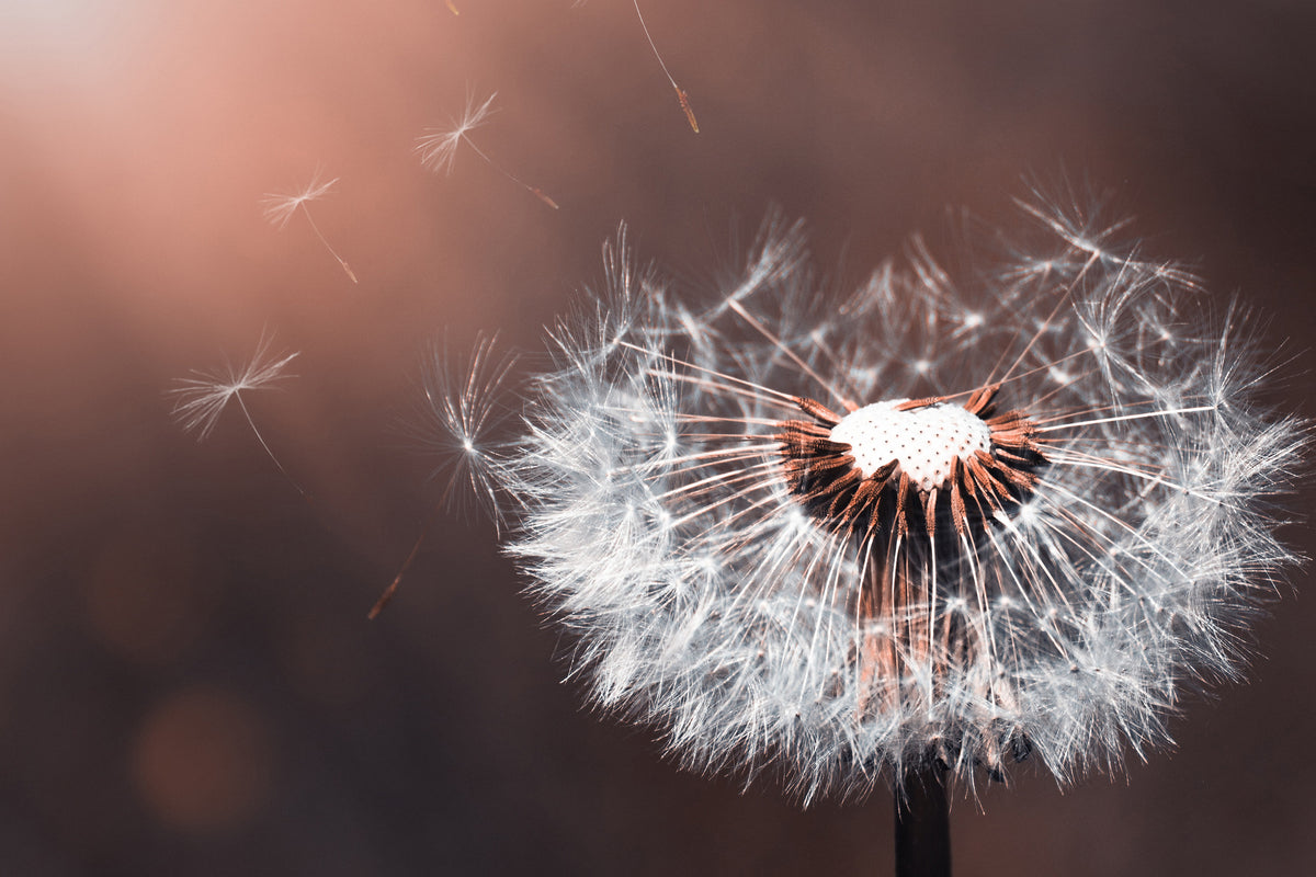 modern-3-piece-canvas-print-dandelion-in-the-evening-light
