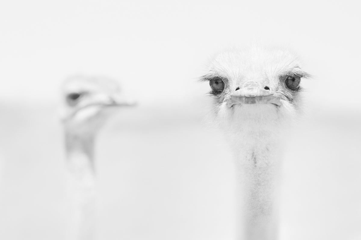 3-piece-aluminium-print-funny-ostrich