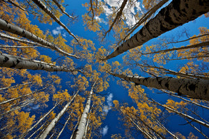 framedcanvas-print-aspen-s-fall-x