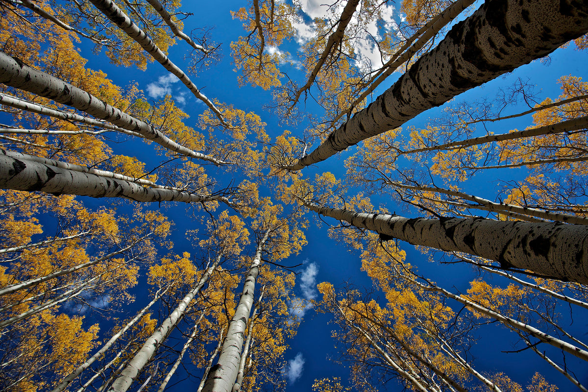 framedcanvas-print-aspen-s-fall-x