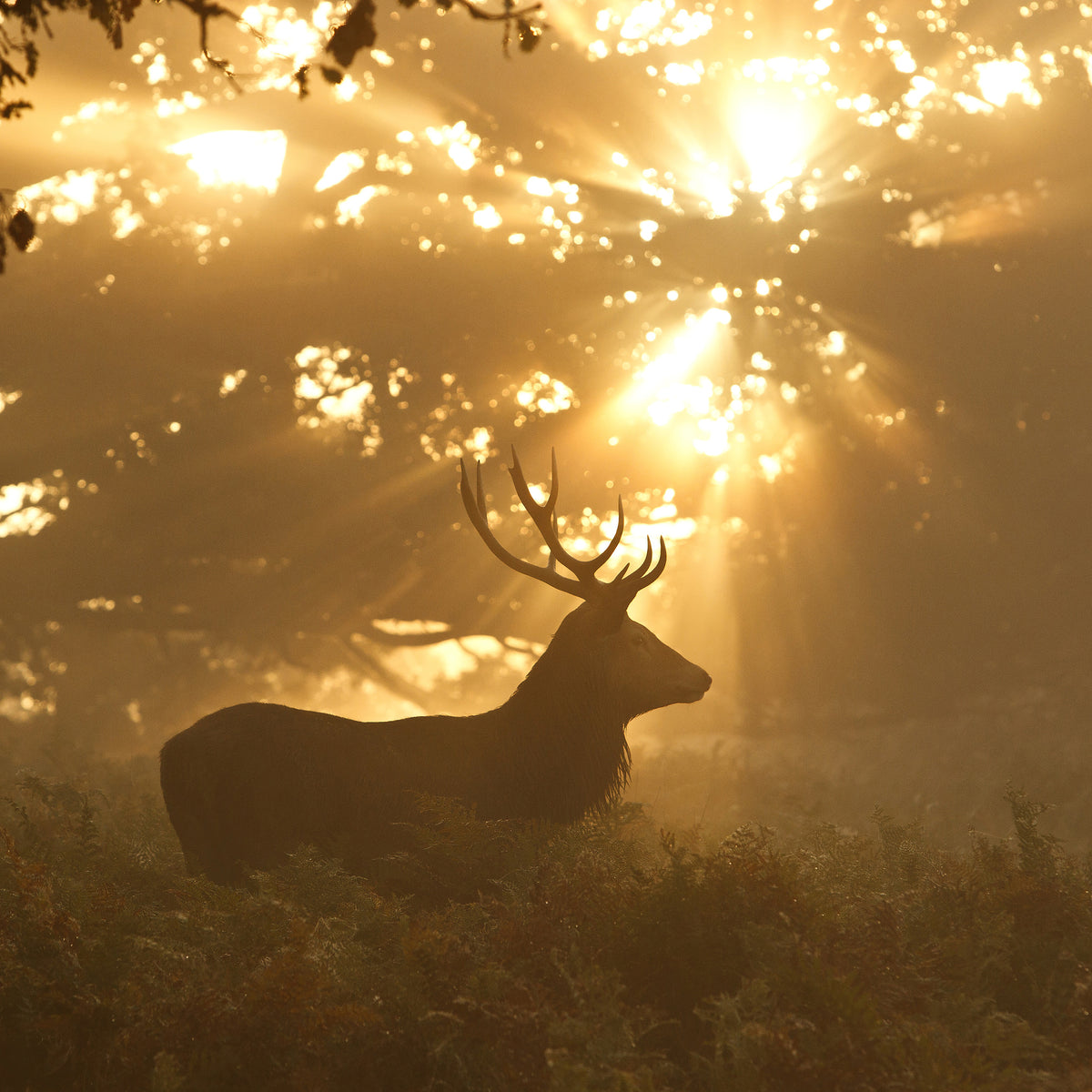 canvas-print-ghost-of-the-forest
