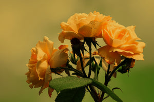 poster-print-the-roses-in-nature