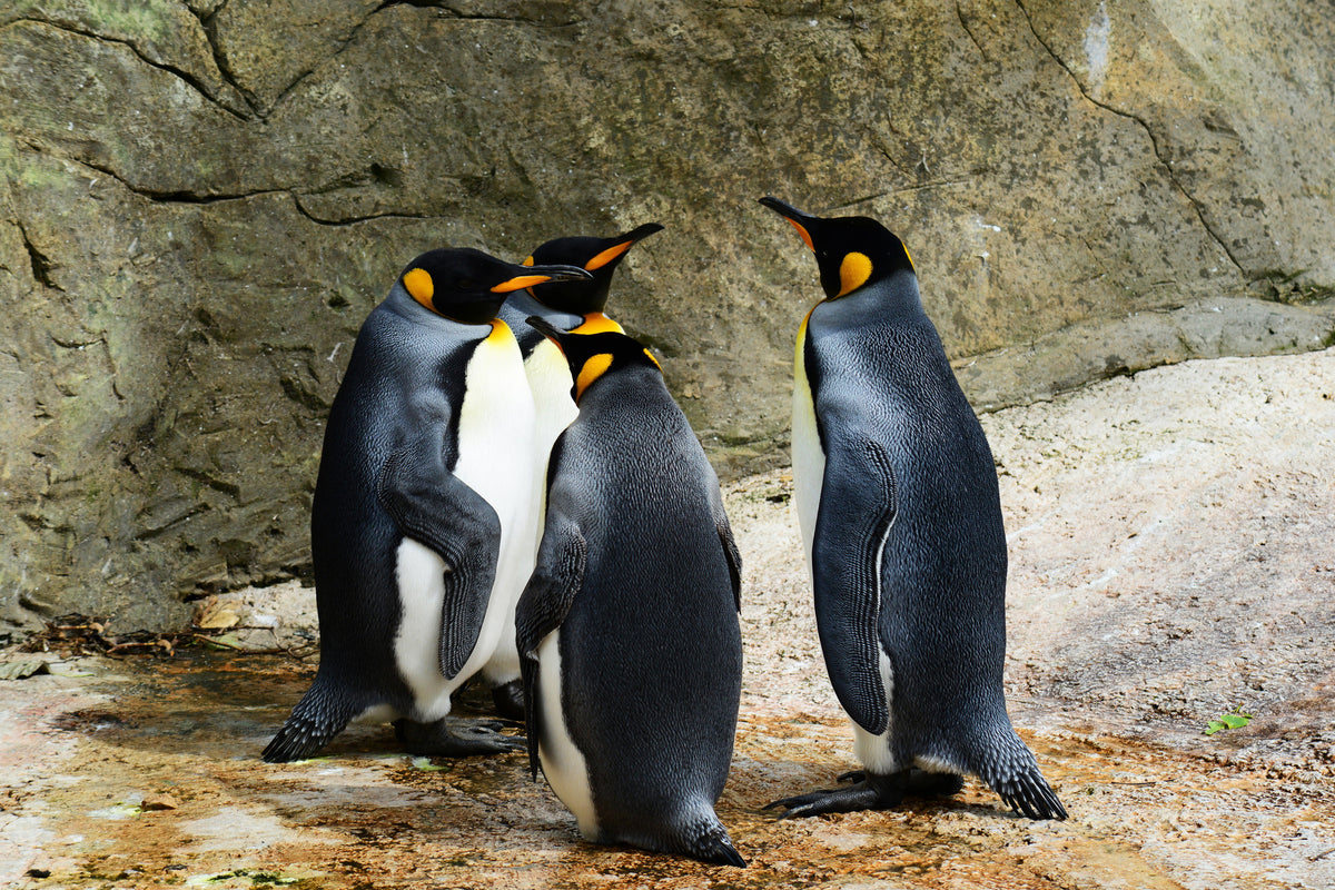 poster-print-king-penguins