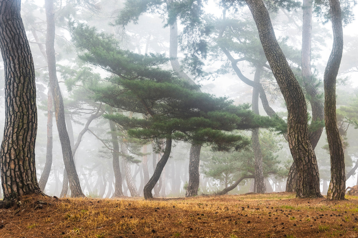 poster-print-in-the-misty-pine-forest-x