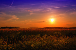 framedcanvas-print-sunset-at-the-flower-field