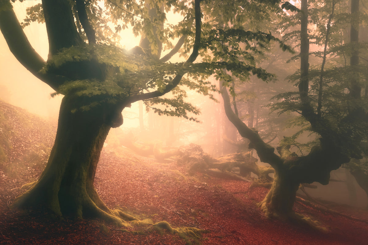 framedcanvas-print-fangorn-forest-x