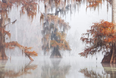 poster-print-mysty-bayou-x