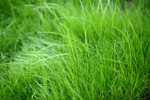 aluminium-print-blades-of-grass