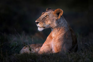aluminium-print-lone-lioness-x