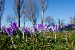 3-piece-canvas-print-purple-crocus-in-nature