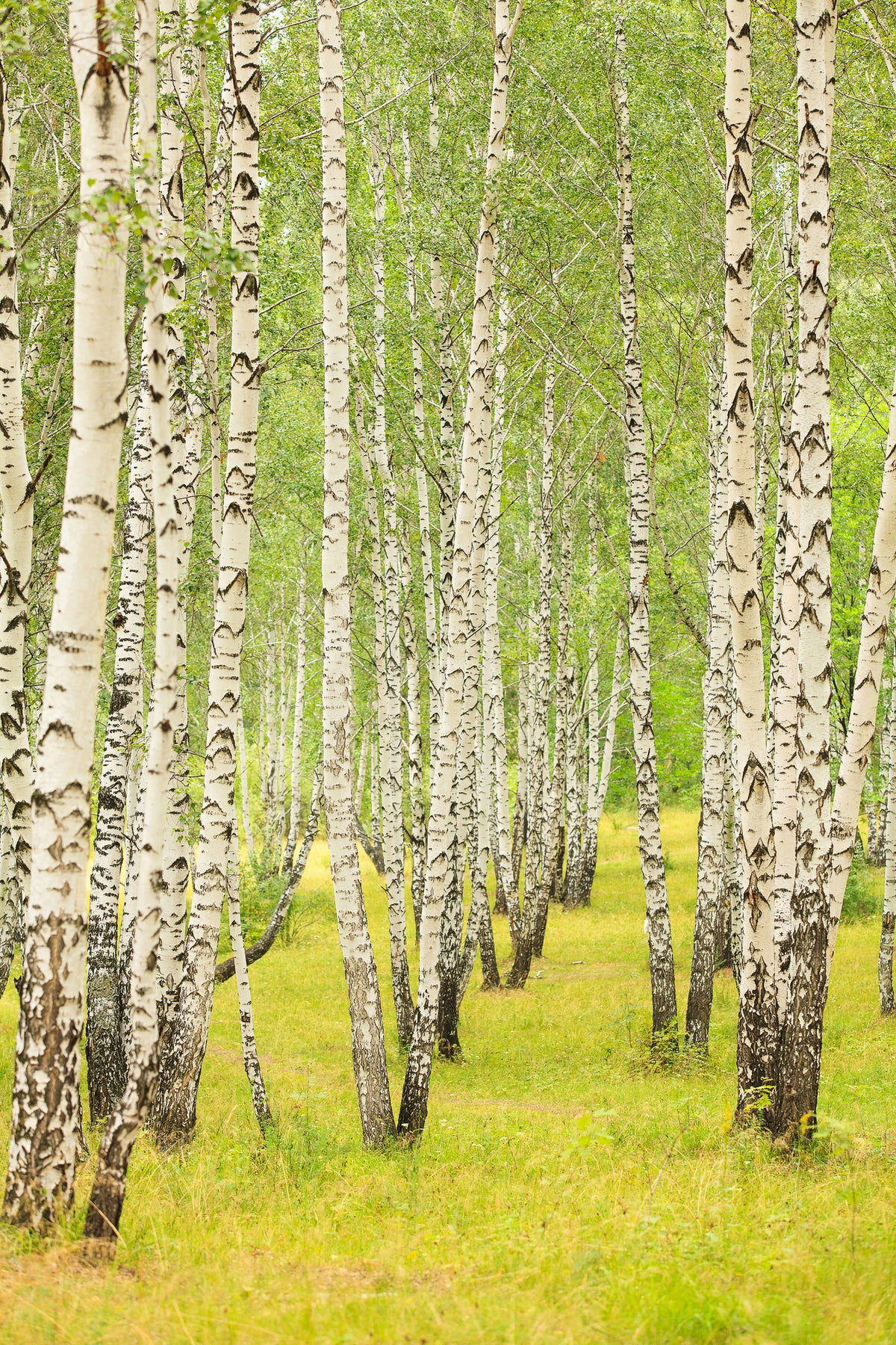 framedposter-print-the-birch-forest-in-late-summer
