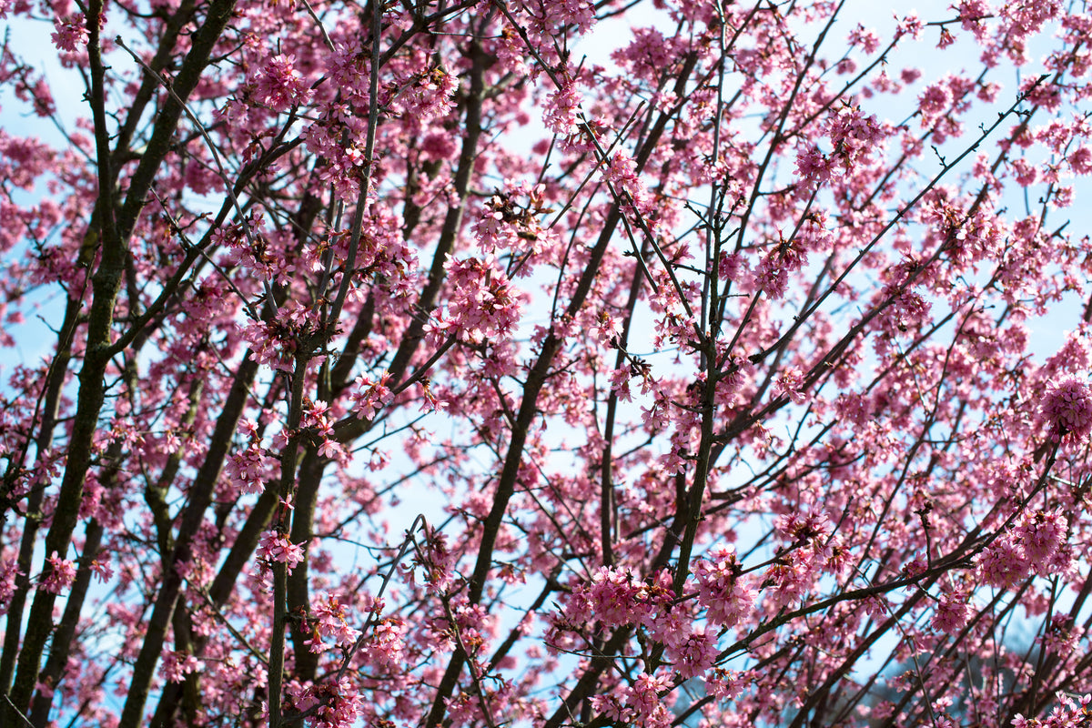 modern-3-piece-aluminium-print-japanese-cherry-blossom