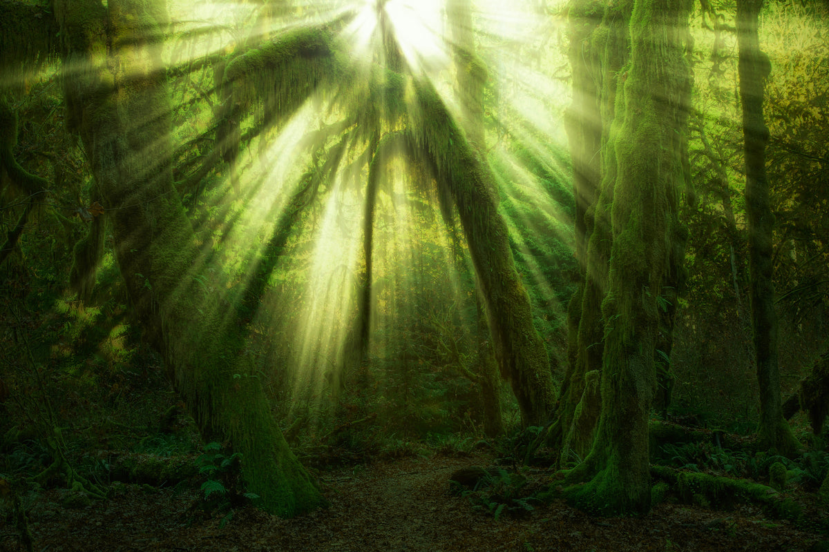 canvas-print-the-miracle