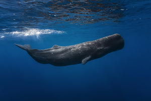 framedposter-print-sperm-whale