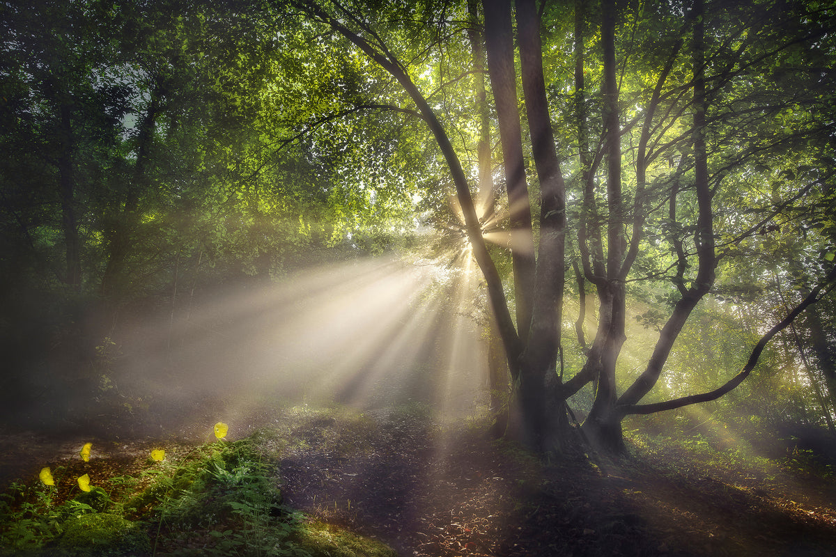 aluminium-print-the-morning-light-x