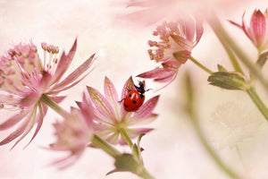 acrylic-print-ladybird-and-pink-flowers-x