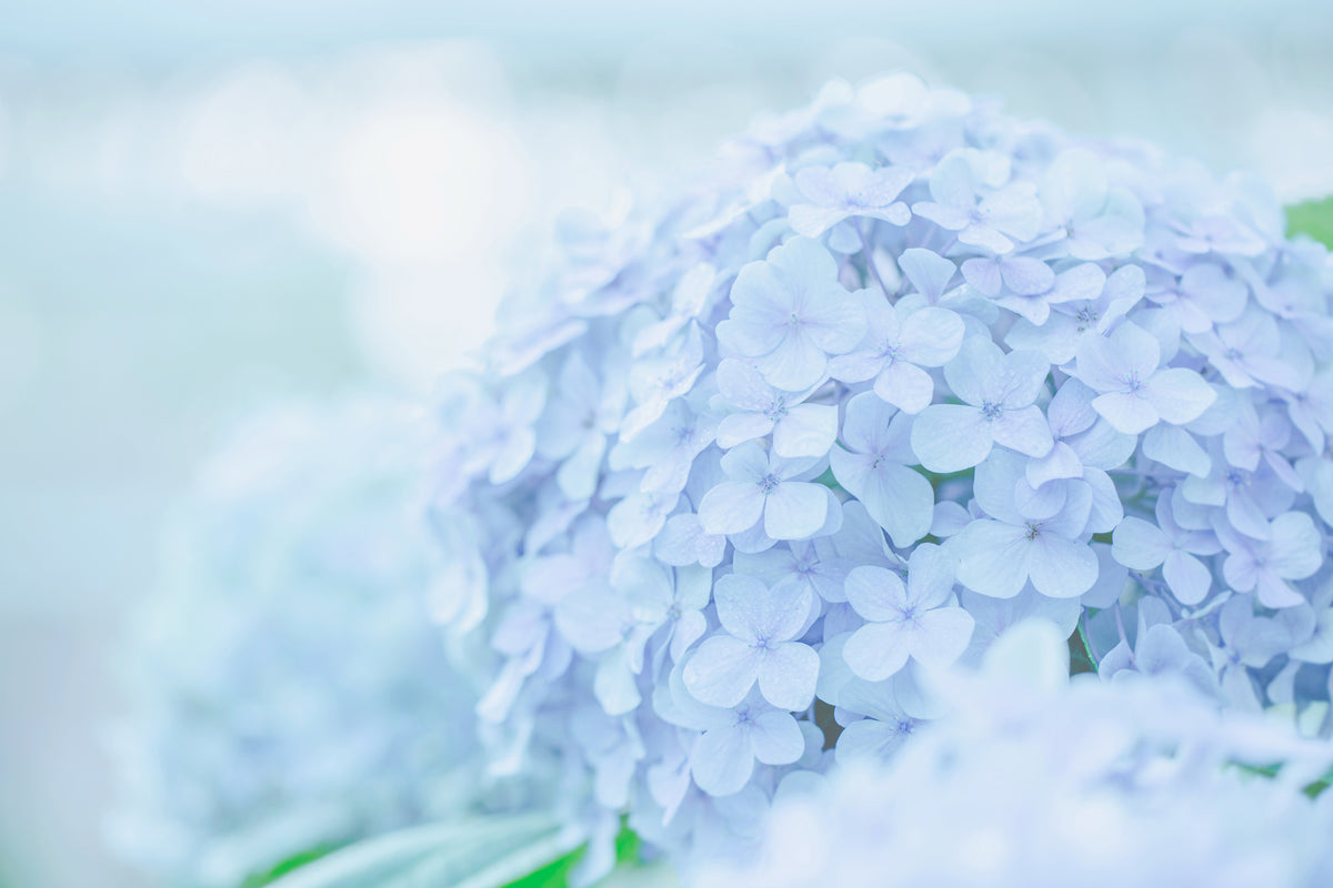 3-piece-aluminium-print-the-hydrangea