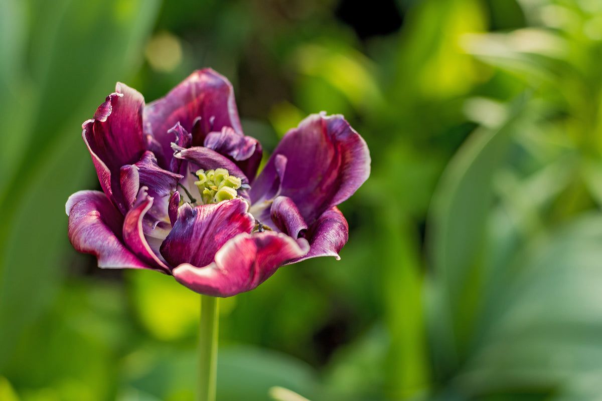 aluminium-print-dark-tulip-in-nature
