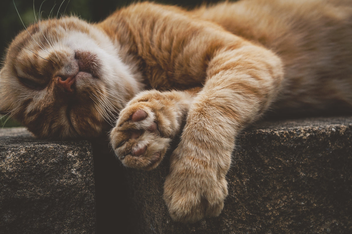 framedcanvas-print-sleeping-cat