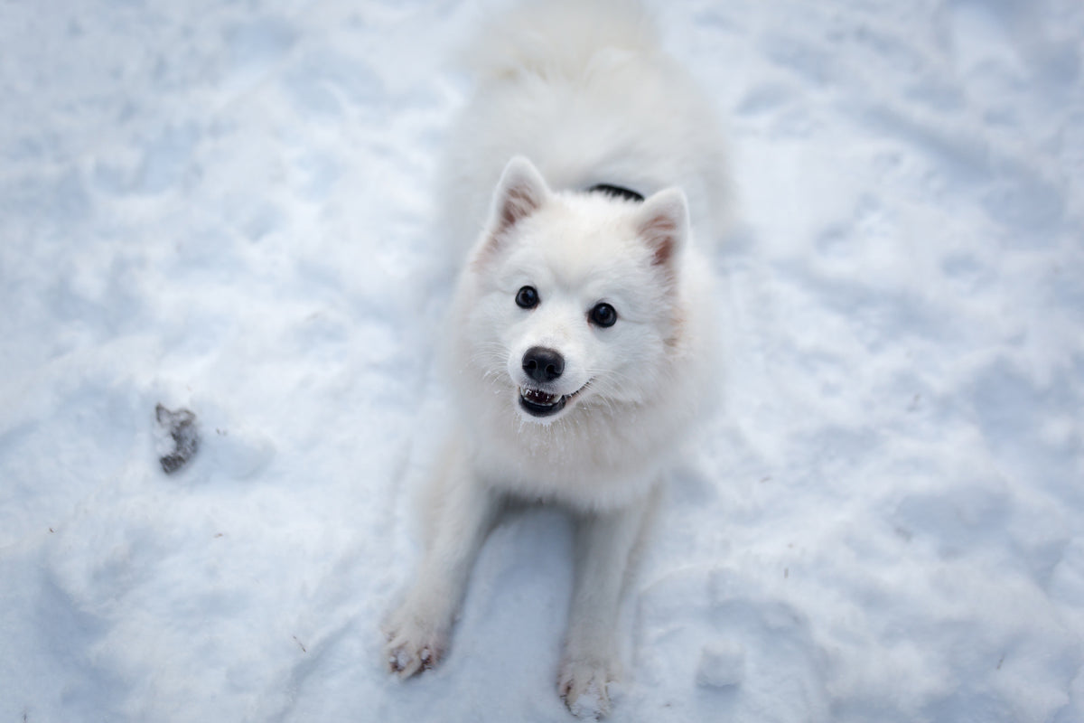 3-piece-canvas-print-dogs-joy-in-the-snow