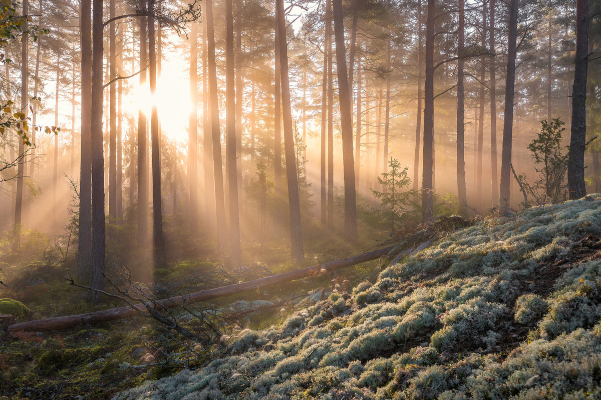 canvas-print-foggy-morning-in-the-forest