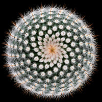 9-piece-canvas-print-notocactus-scopa