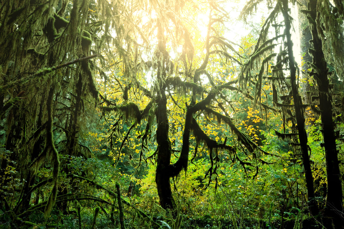 modern-3-piece-acrylic-print-dreamy-forest