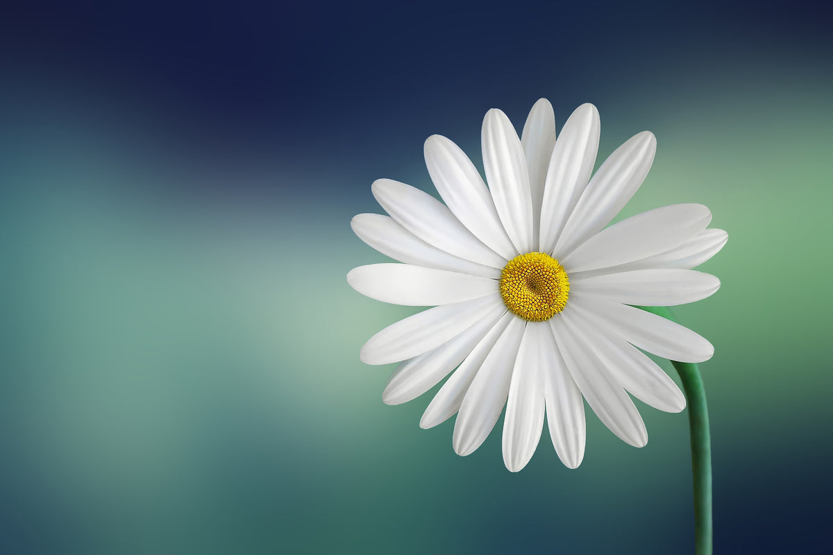 poster-print-flower