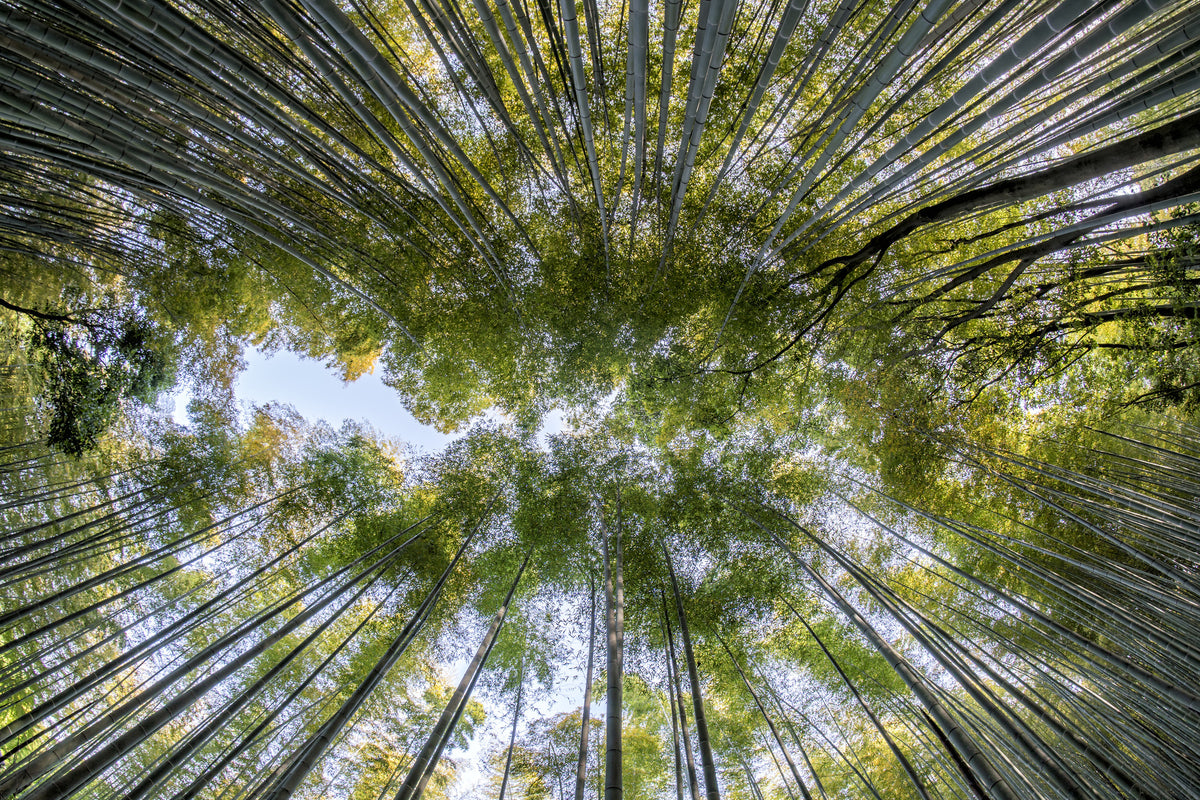 canvas-print-many-treetops