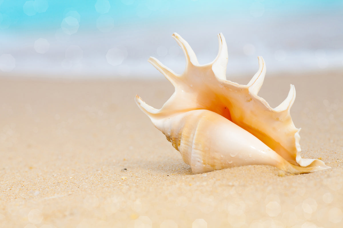poster-print-the-shell-on-the-beach