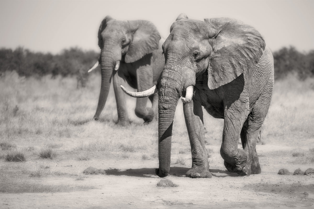 framedposter-print-twin-elephants-x