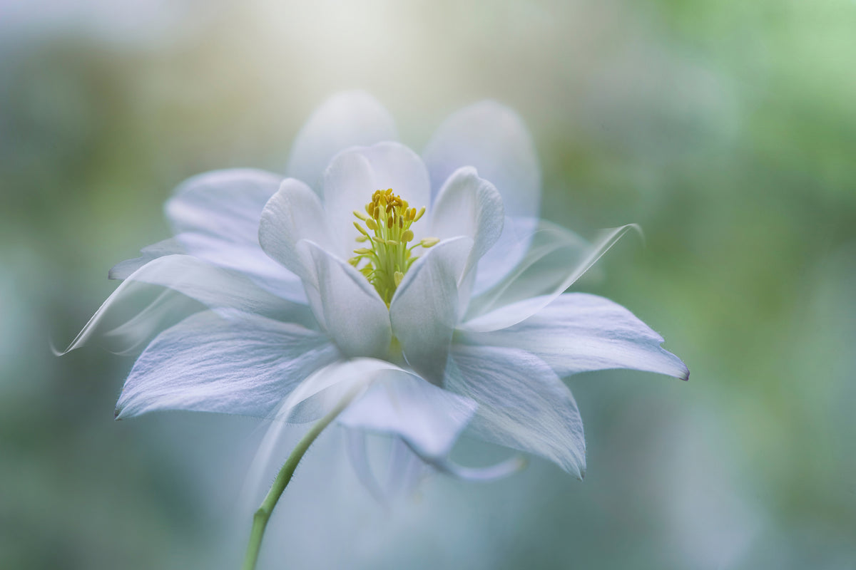acrylic-print-purity-xup