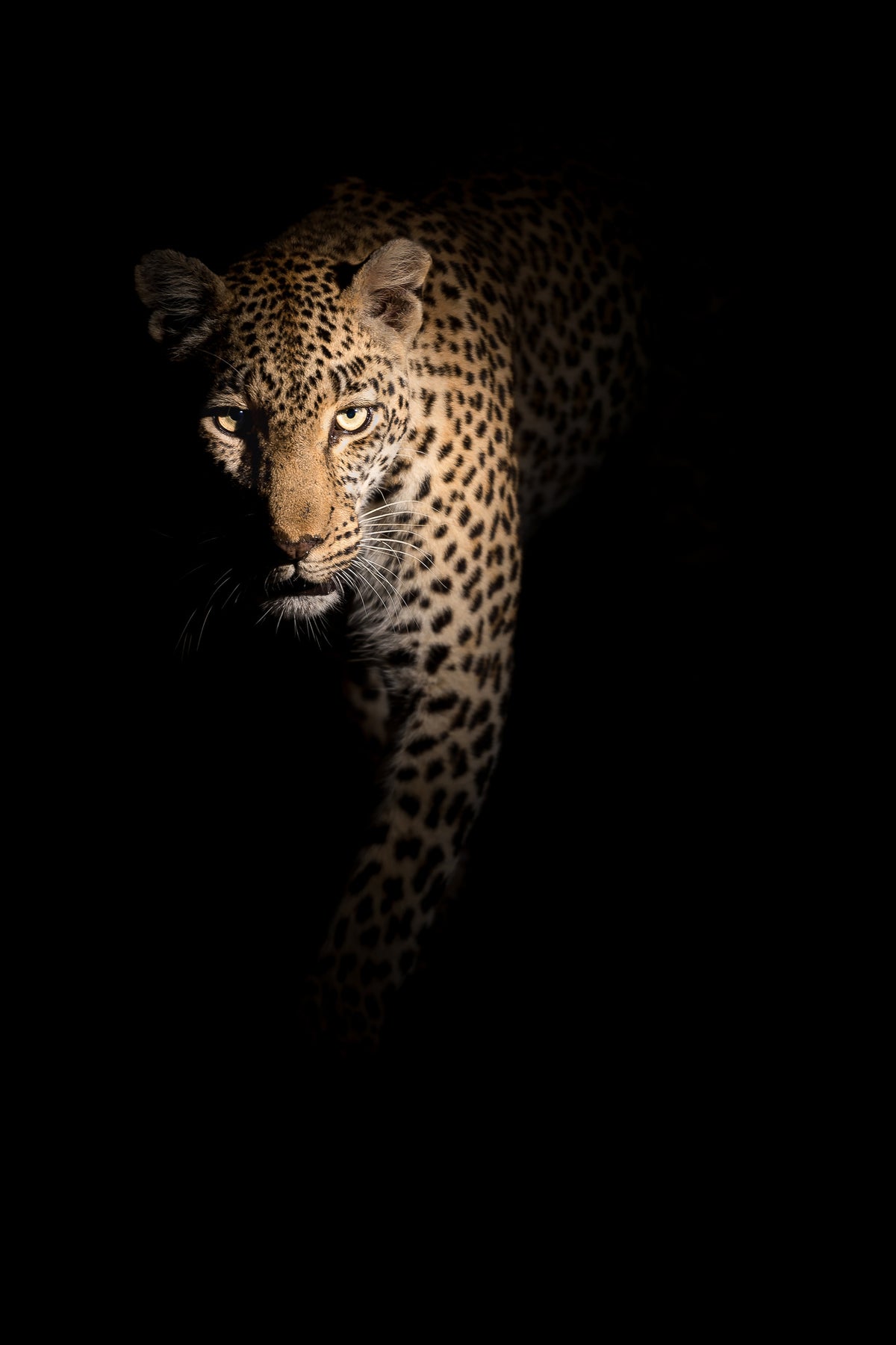 framedposter-print-out-of-the-darkness-x