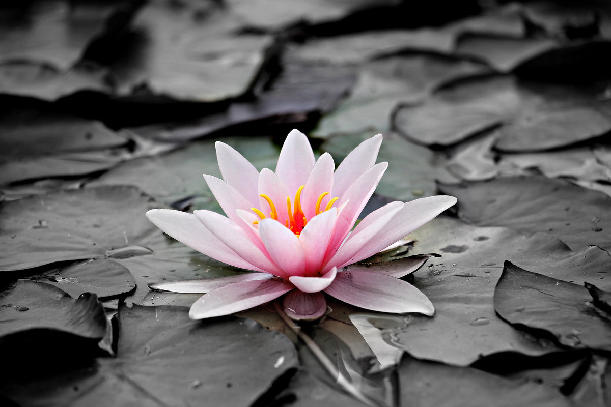 acrylic-print-the-art-of-water-lily
