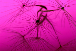3-piece-canvas-print-dandelion-in-pink