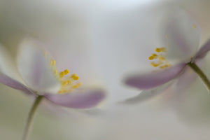 3-piece-canvas-print-soft-whispering