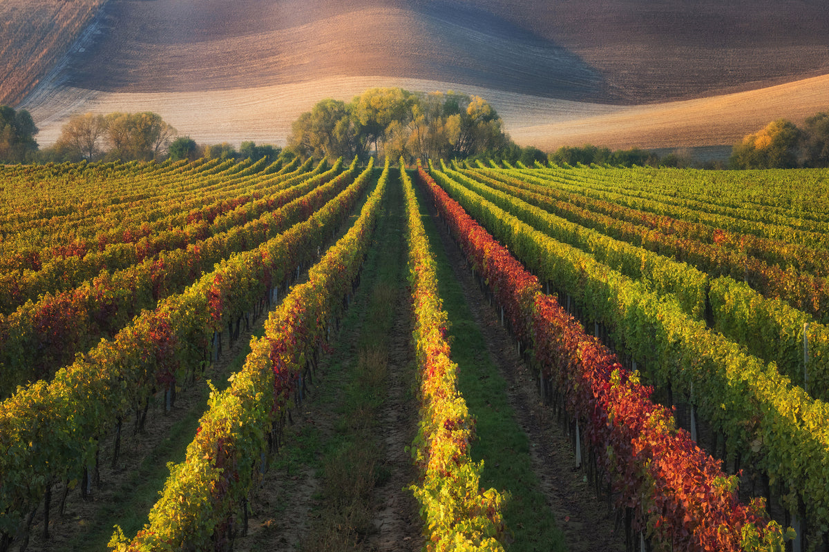 framedposter-print-vineyard-in-autumn-x
