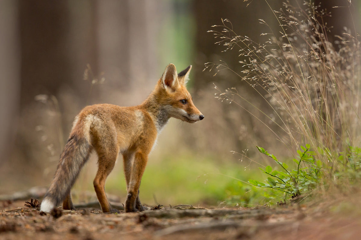 framedposter-print-red-fox-xqm