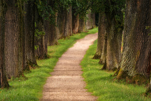 poster-print-a-path-in-the-forest