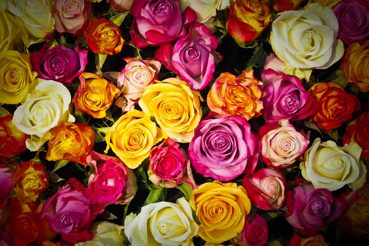 framedposter-print-many-colorful-rose-petals