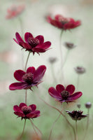 framedposter-print-cosmos-sway-x